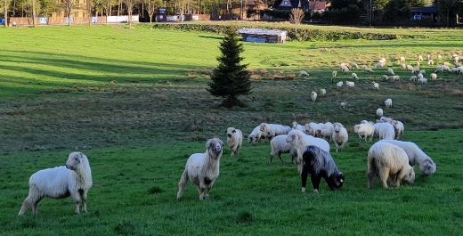 Tatrzańskie mini ZOO